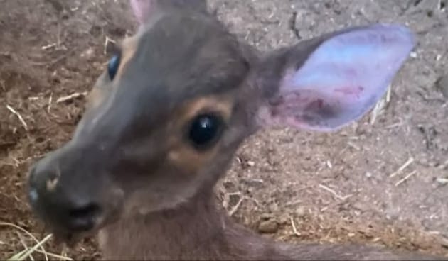 Defesa Civil resgata veado que foi alvejado por arma de fogo no Jacaré
